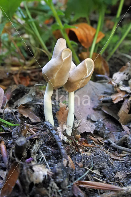 Holsteelkluifzwam (Helvella elastica)