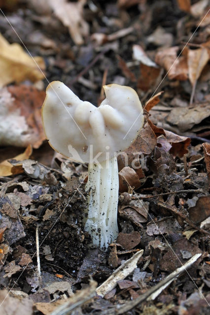 Witte kluifzwam (Helvella crispa)