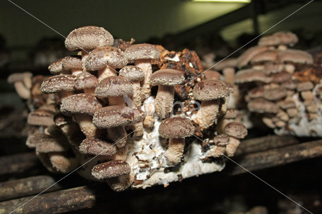 Shiitake (Lentinus edodes)