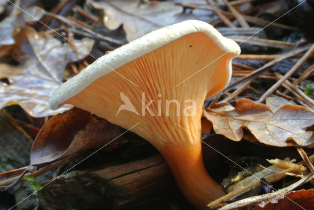 Valse hanenkam (Hygrophoropsis aurantiaca)