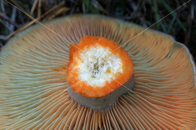 Smakelijke melkzwam (Lactarius deliciosus)