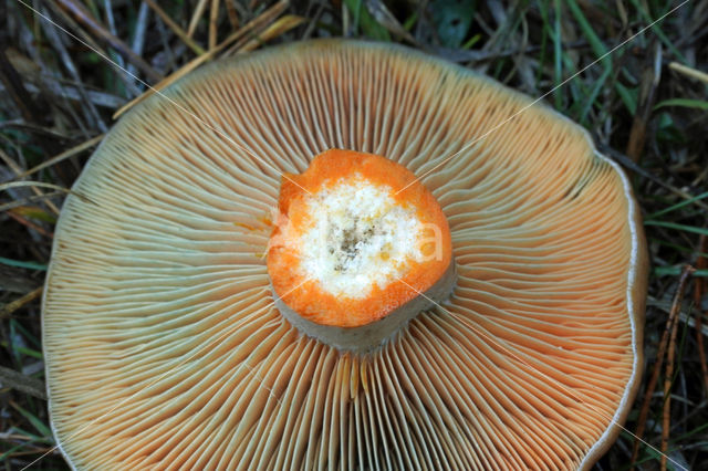 Smakelijke melkzwam (Lactarius deliciosus)