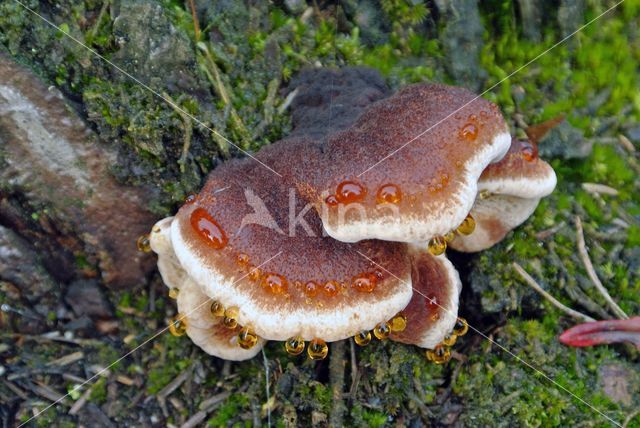 Teervlekkenzwam (Ischnoderma benzoinum)