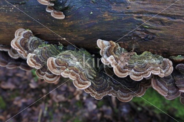 Viltig judasoor (Auricularia mesenterica)