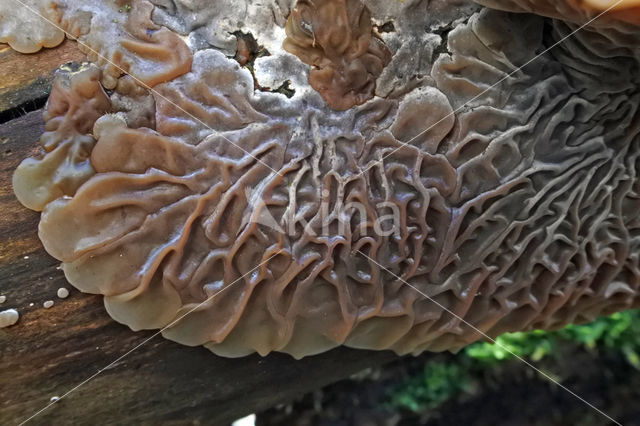 Viltig judasoor (Auricularia mesenterica)