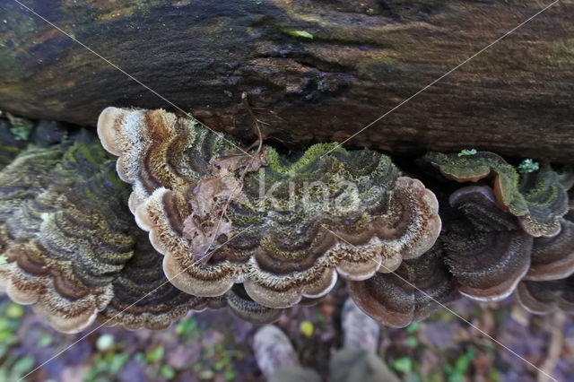 Viltig judasoor (Auricularia mesenterica)