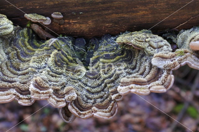 Viltig judasoor (Auricularia mesenterica)