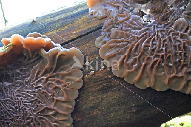 Viltig judasoor (Auricularia mesenterica)