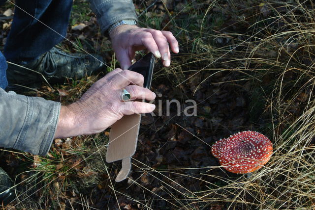 Vliegenzwam (Amanita muscaria)