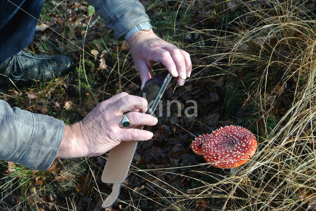 Fly agaric (Amanita muscaria)