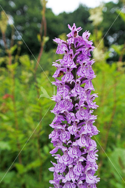 Gevlekte orchis (Dactylorhiza maculata)