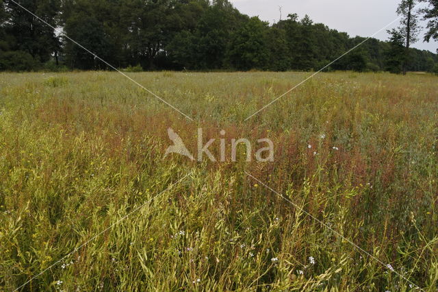 Perzikkruid (Persicaria maculosa)