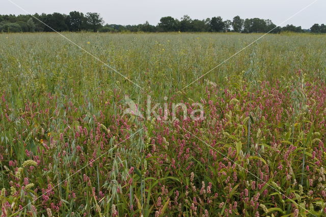 Persicaria / Red Shank (Persicaria maculosa)