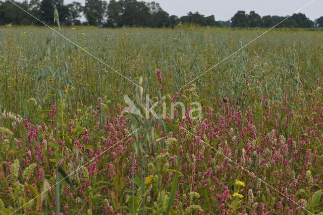 Perzikkruid (Persicaria maculosa)