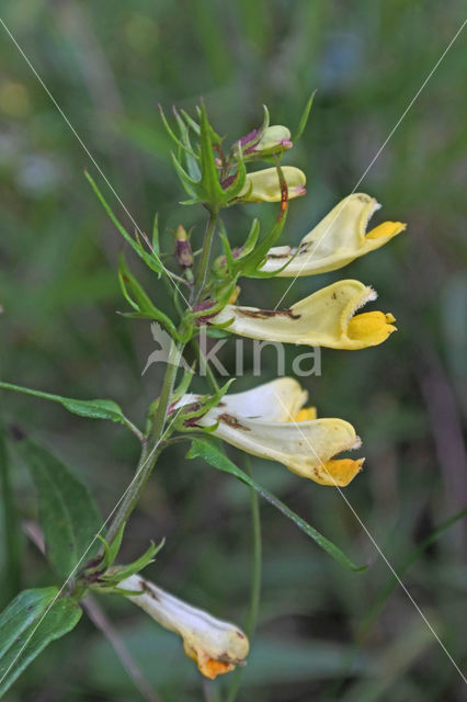 Common Cow-wheat (Melampyrum pratense)