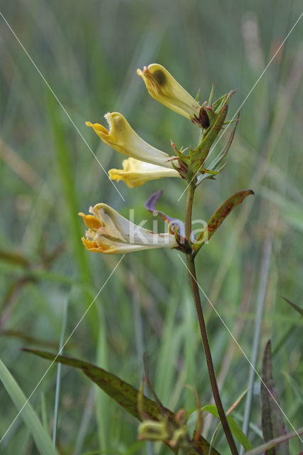 Common Cow-wheat (Melampyrum pratense)