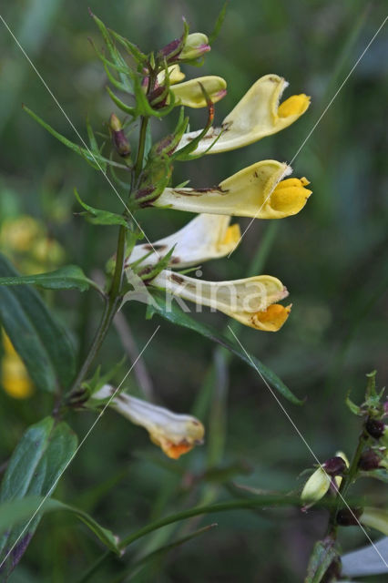 Hengel (Melampyrum pratense)