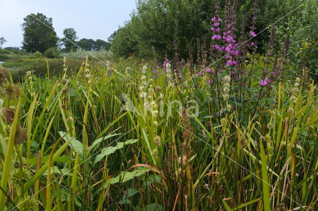 Kleine egelskop (Sparganium emersum)