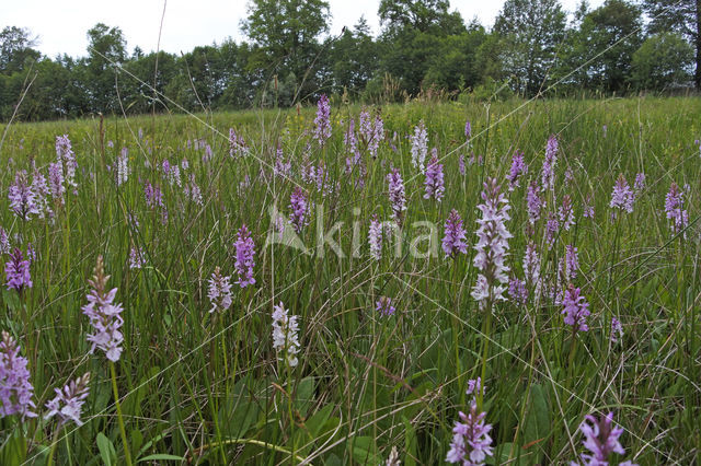 Spotted orchid (Dactylorhiza maculata)