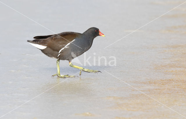 Common Moorhen (Gallinula chloropus)