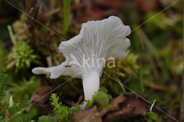 Wit heidetrechtertje (Omphalina mutila)