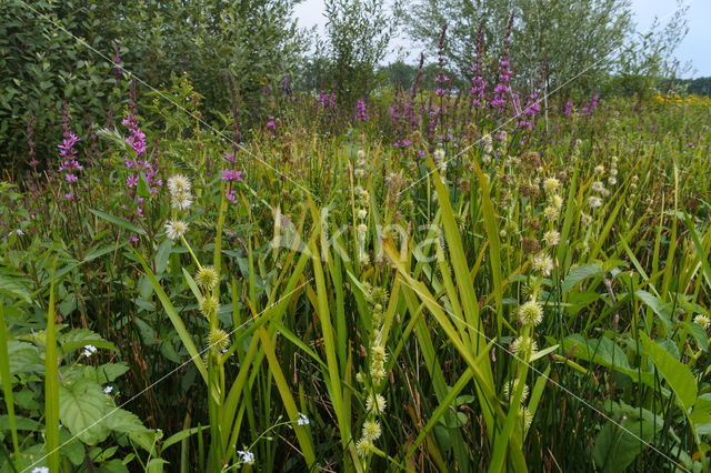 Kleine egelskop (Sparganium emersum)