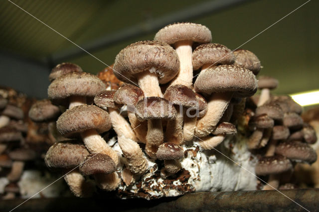 Shiitake (Lentinus edodes)