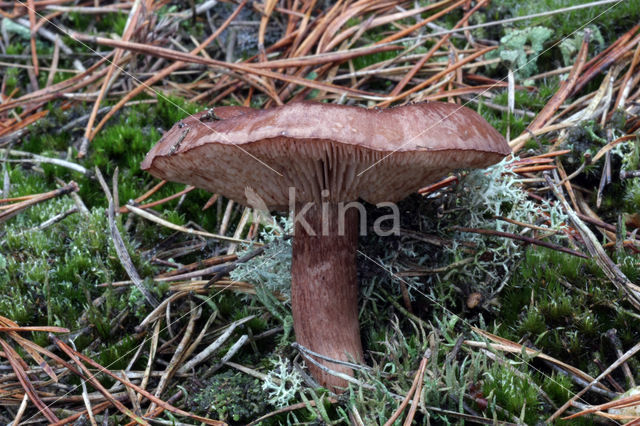 Witbruine ridderzwam (Tricholoma albobrunneum)