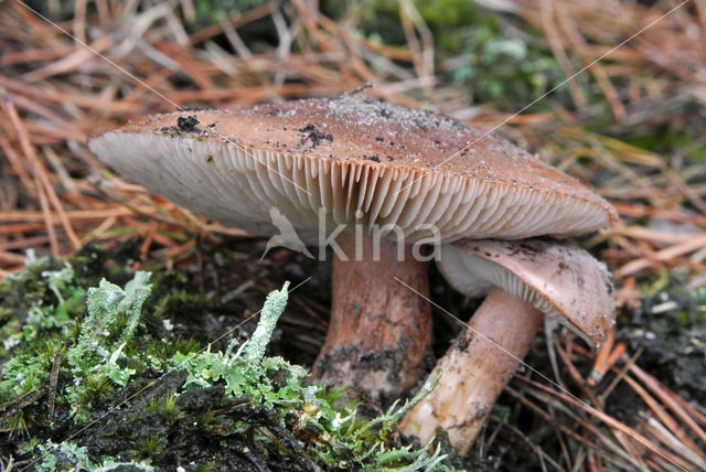 Tricholoma albobrunneum