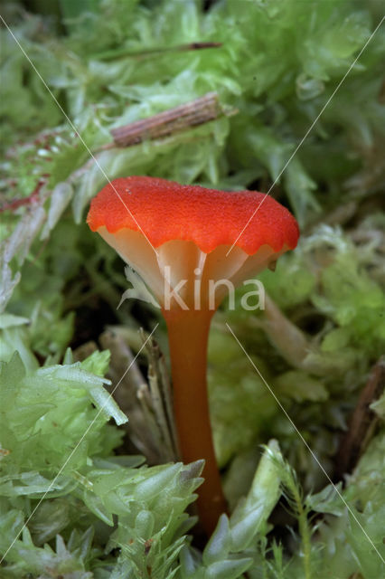 Waxcap (Hygrocybe coccineocrenata)