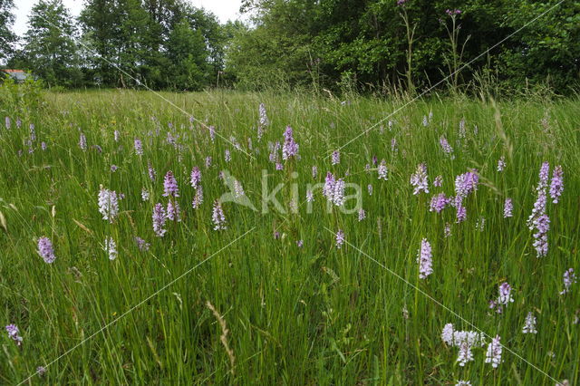 Gevlekte orchis (Dactylorhiza maculata)