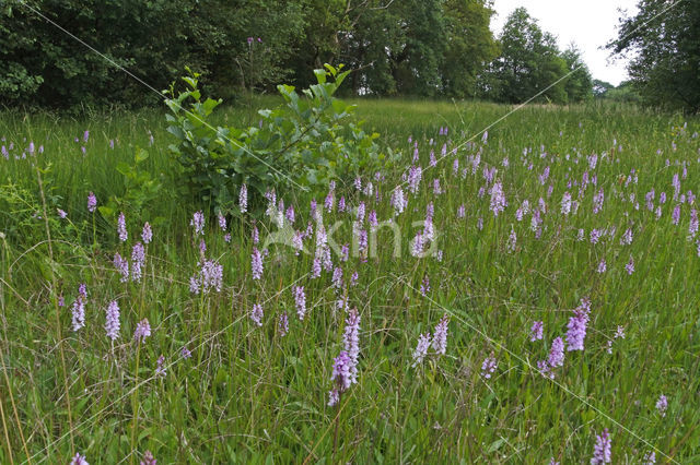 Spotted orchid (Dactylorhiza maculata)