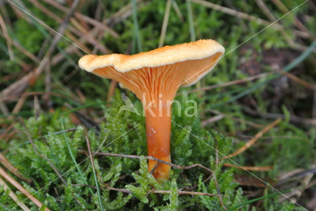 False Chanterelle (Hygrophoropsis aurantiaca)