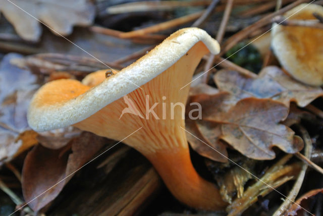 Valse hanenkam (Hygrophoropsis aurantiaca)