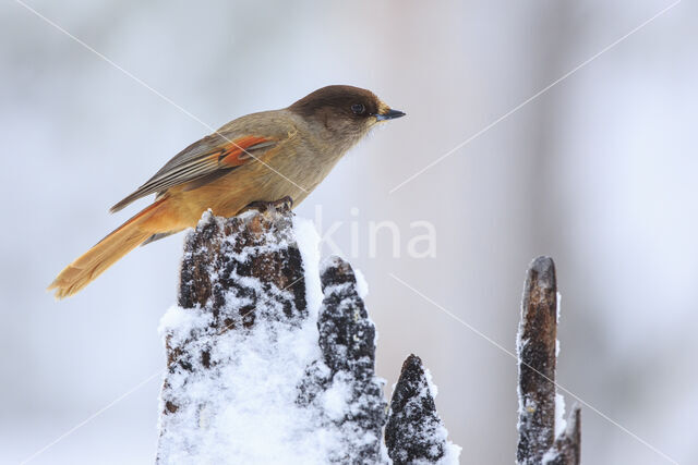 Siberian Jay (Perisoreus infaustus)