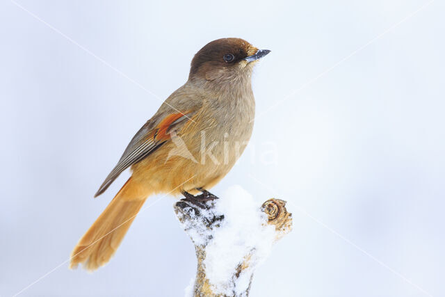 Siberian Jay (Perisoreus infaustus)