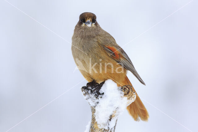 Siberian Jay (Perisoreus infaustus)