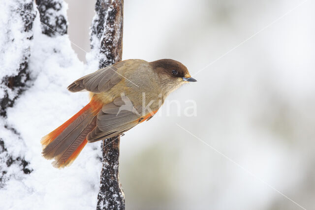 Siberian Jay (Perisoreus infaustus)