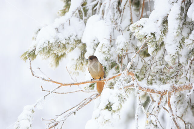 Siberian Jay (Perisoreus infaustus)