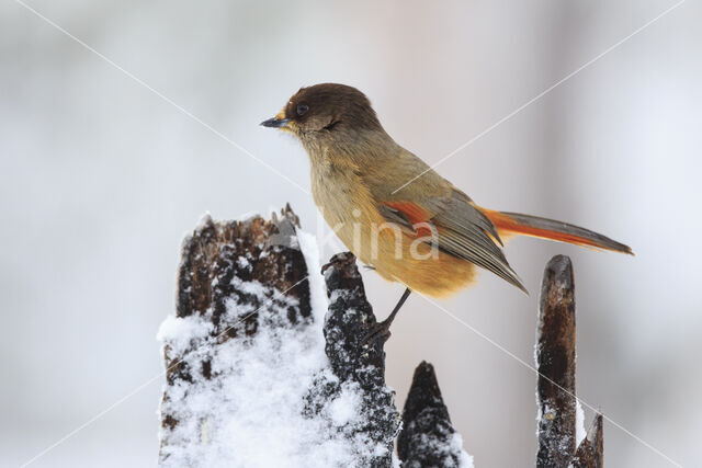 Siberian Jay (Perisoreus infaustus)