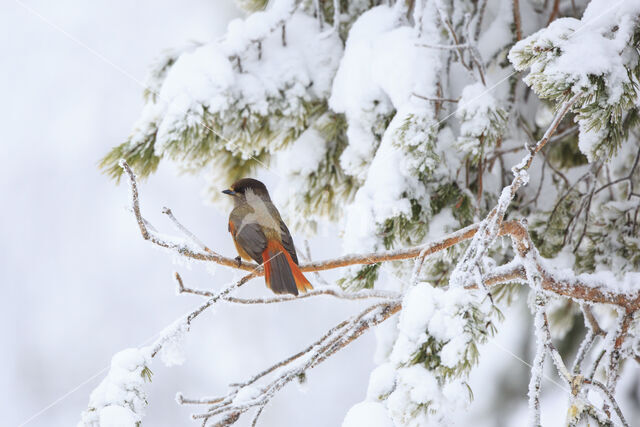 Siberian Jay (Perisoreus infaustus)