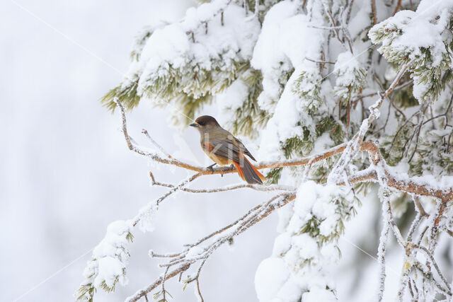 Siberian Jay (Perisoreus infaustus)