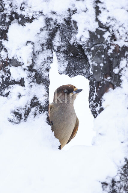 Siberian Jay (Perisoreus infaustus)