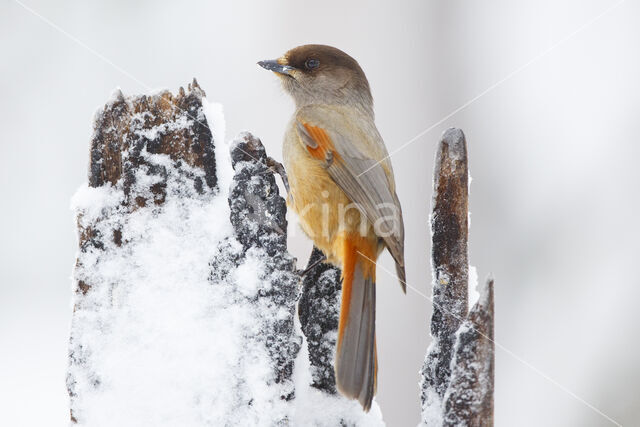 Siberian Jay (Perisoreus infaustus)