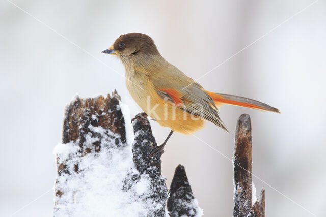 Siberian Jay (Perisoreus infaustus)