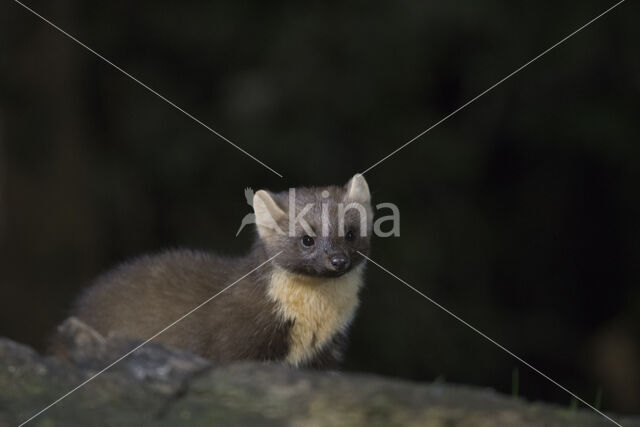 Pine Marten (Martes martes)