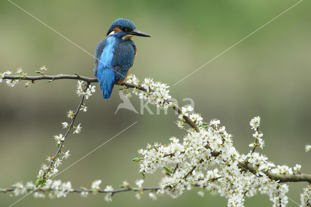 IJsvogel (Alcedo atthis)