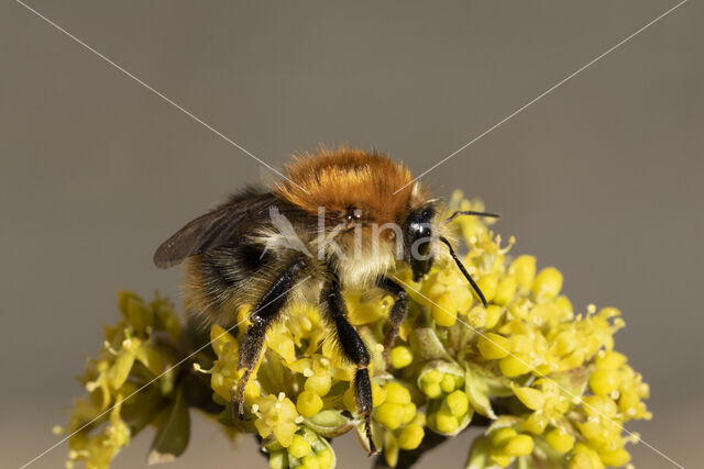 Common Carder Bee (Bombus agrorum)