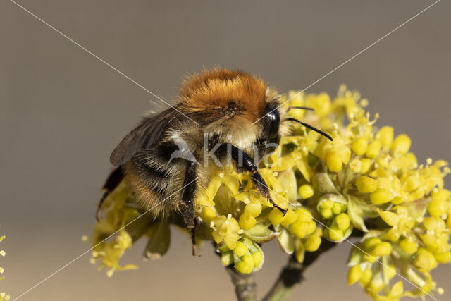 Common Carder Bee (Bombus agrorum)