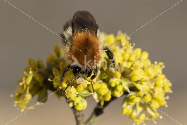 Akkerhommel (Bombus agrorum)